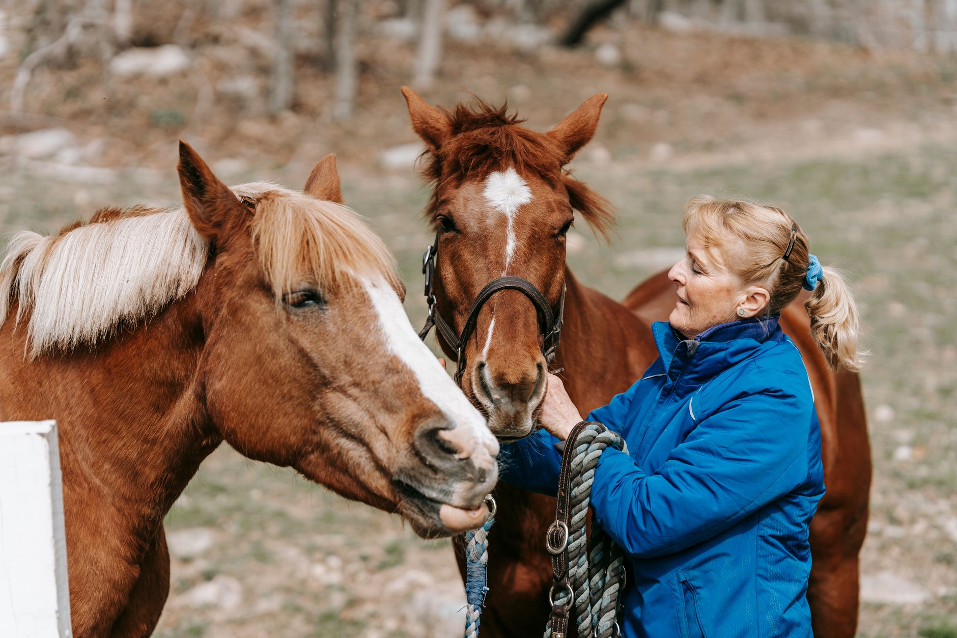 Auxiliar veterinário de grandes animais: cavalos, bois e muito mais