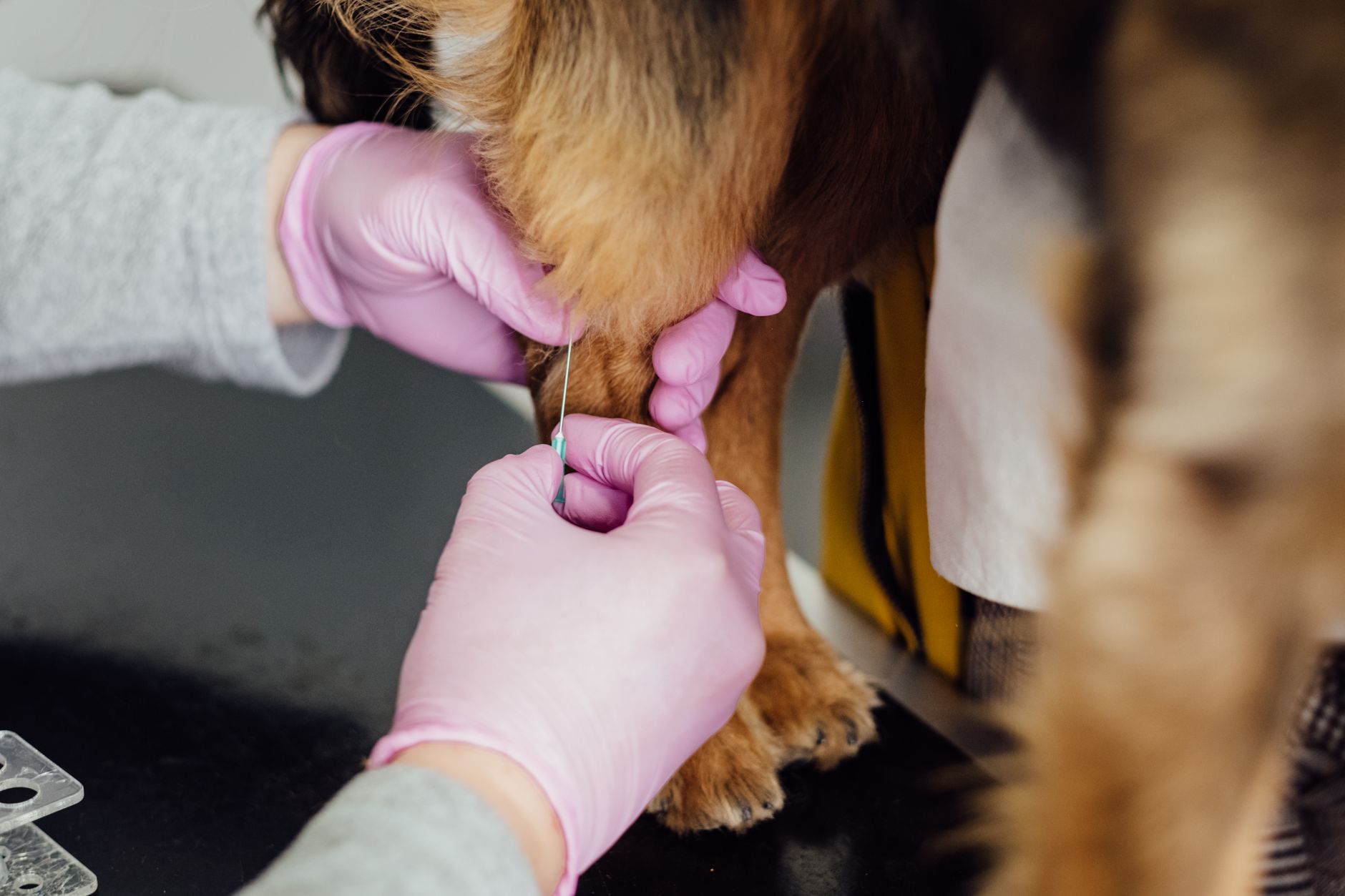 Auxiliar veterinário precisa de faculdade? Entenda os requisitos