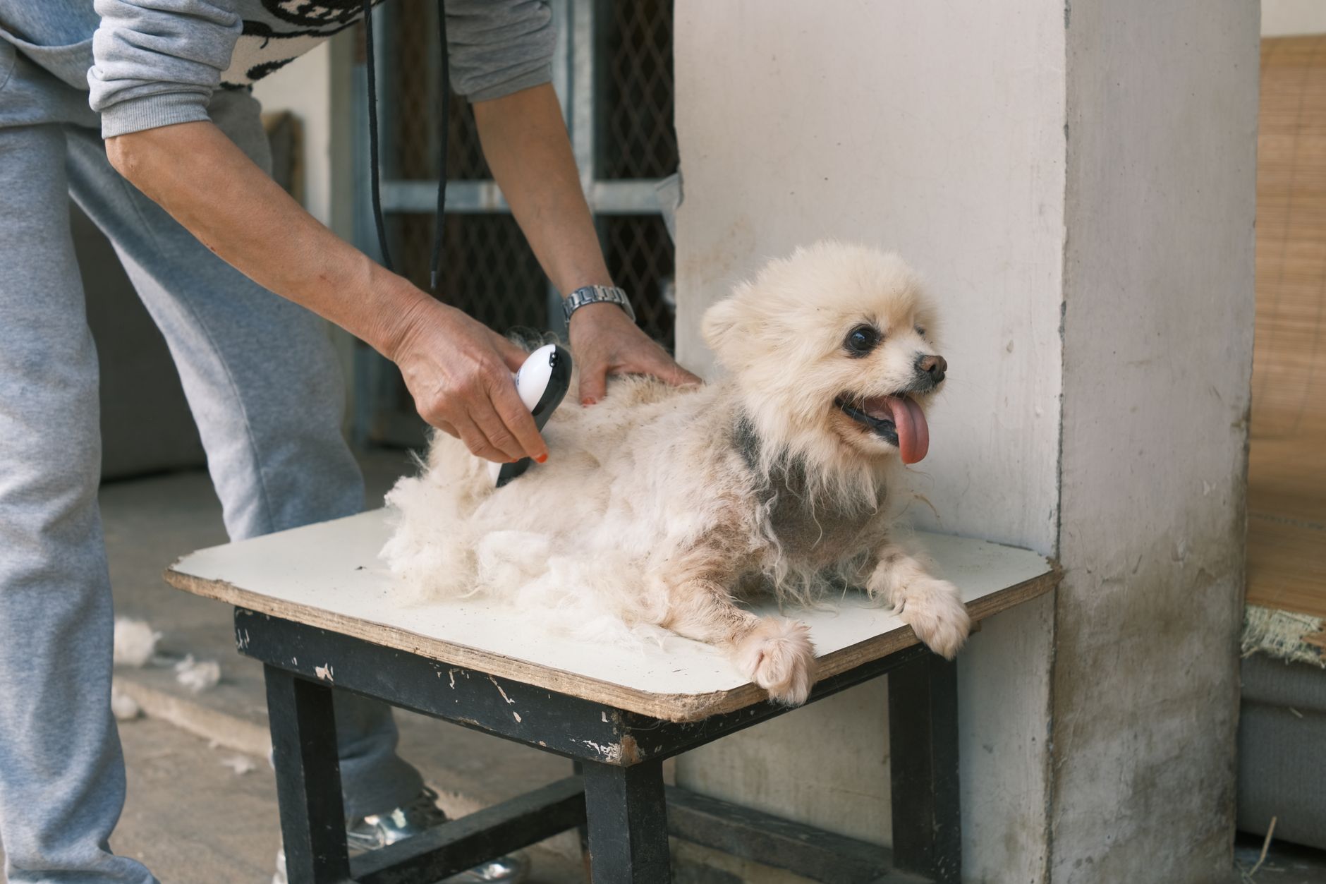 Banho e tosa: como entrar na estética animal com um curso de banho e tosa