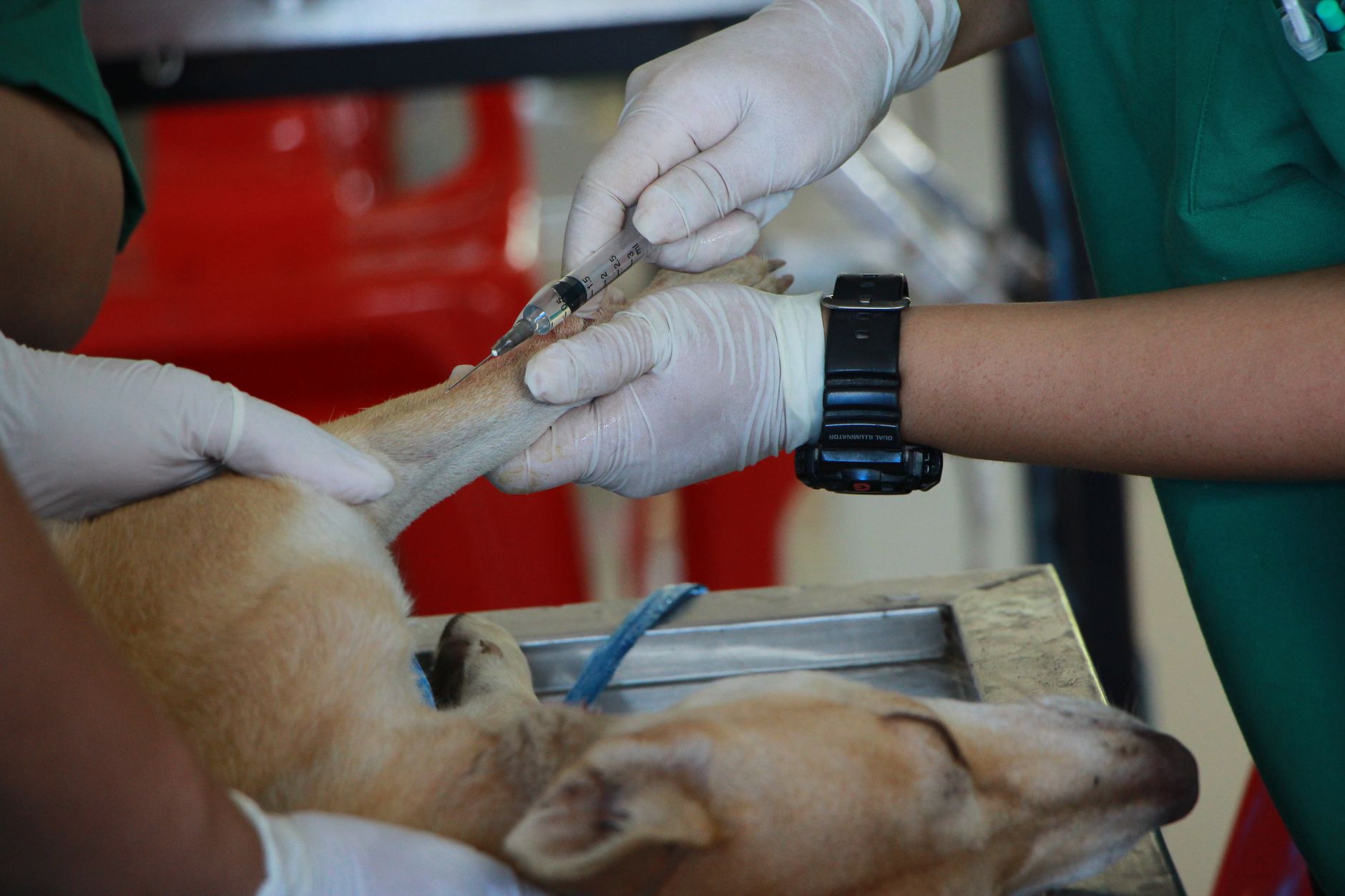 Carta para estágio: como a carta de estágio auxiliar veterinário pode abrir portas na sua carreira