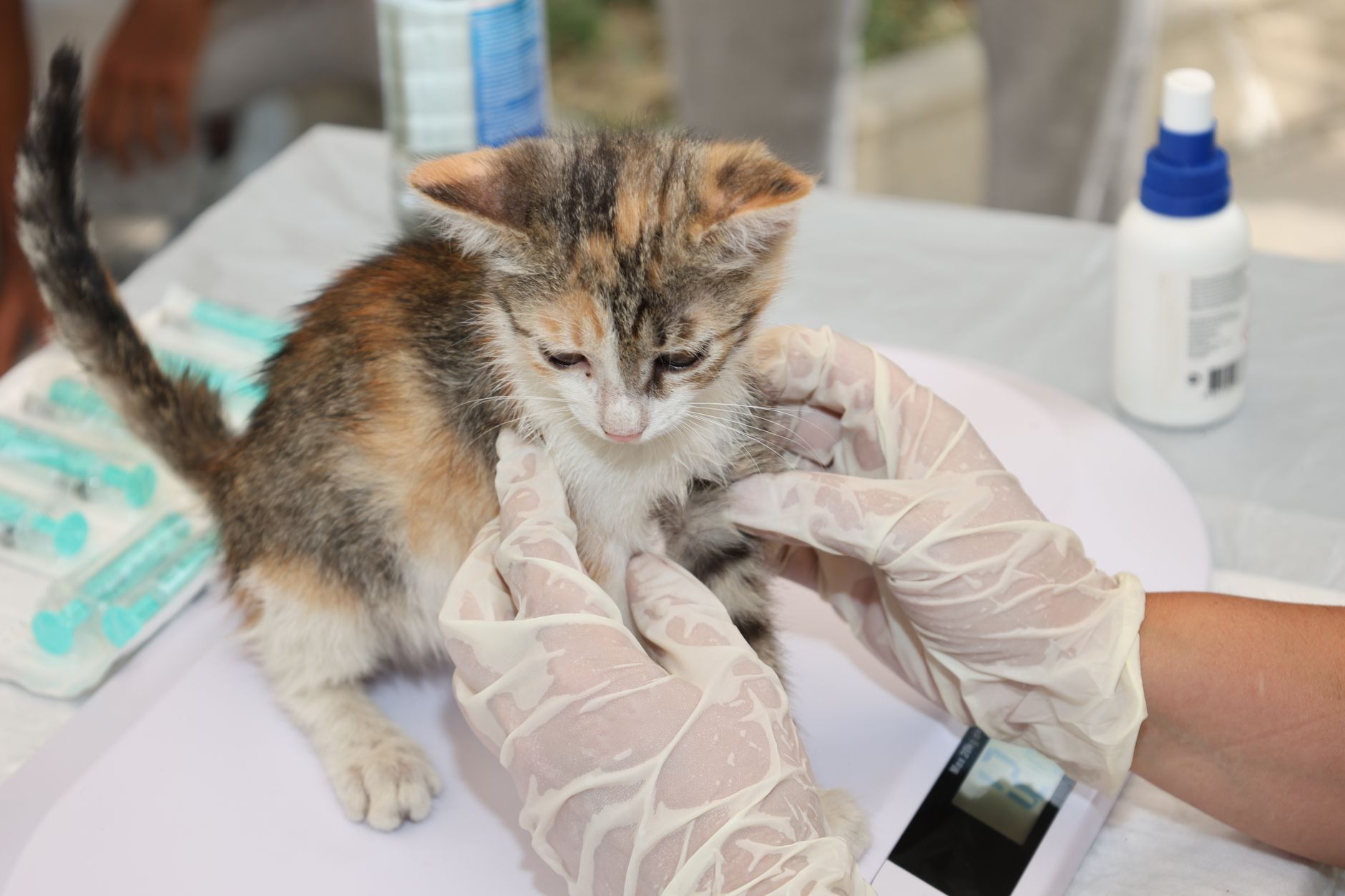 Como começar como auxiliar veterinário sem experiência