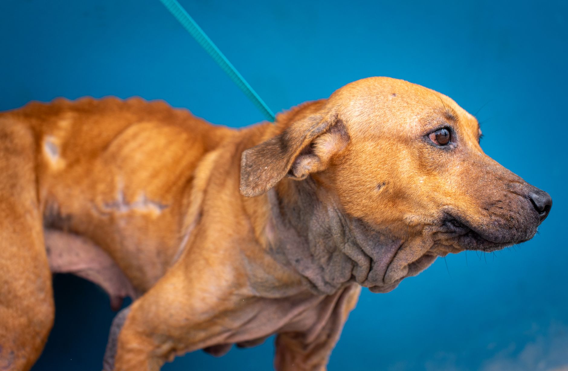 Como conter um animal na clínica veterinária com segurança
