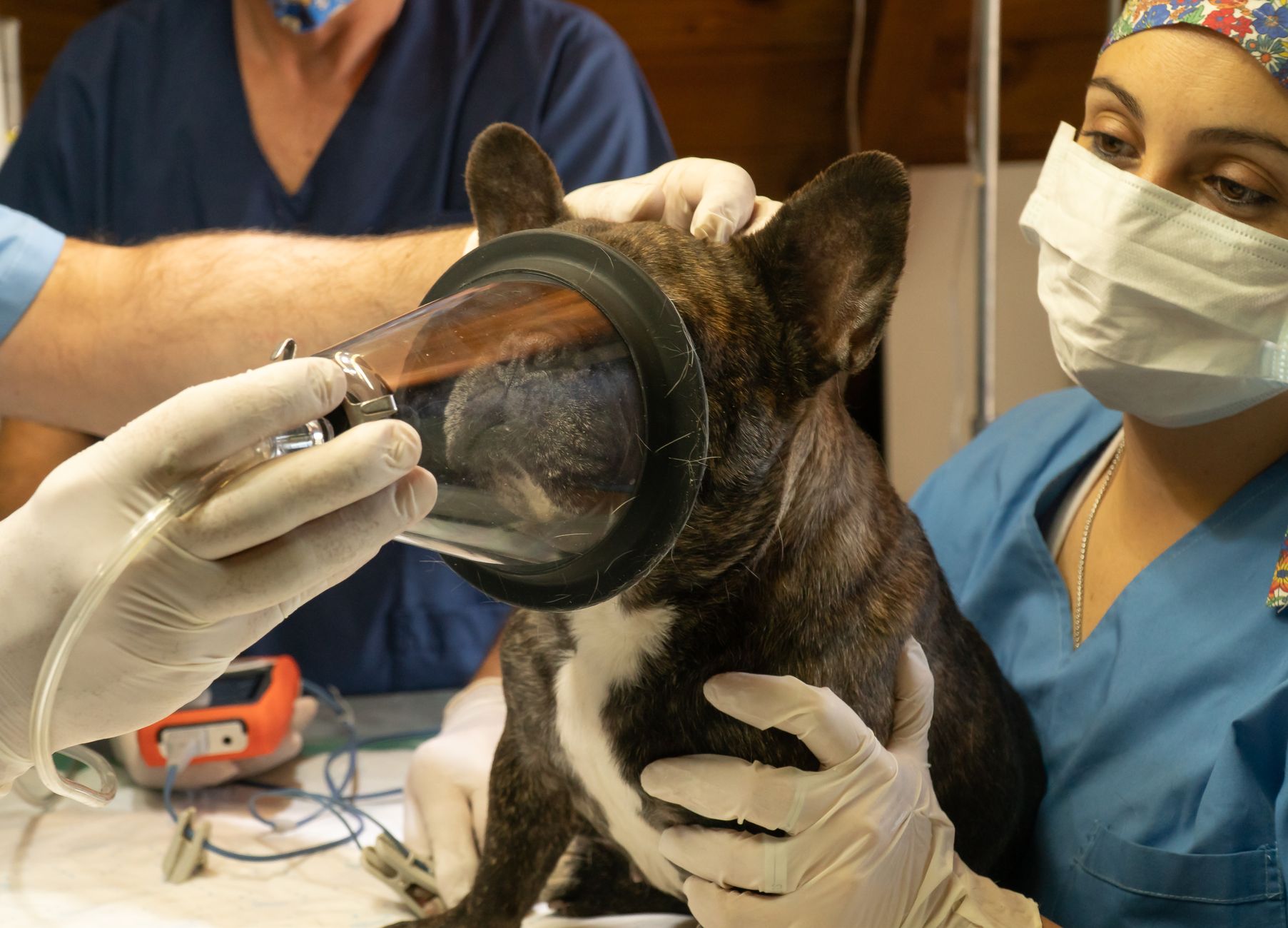 Como ser auxiliar veterinário: passo a passo para começar