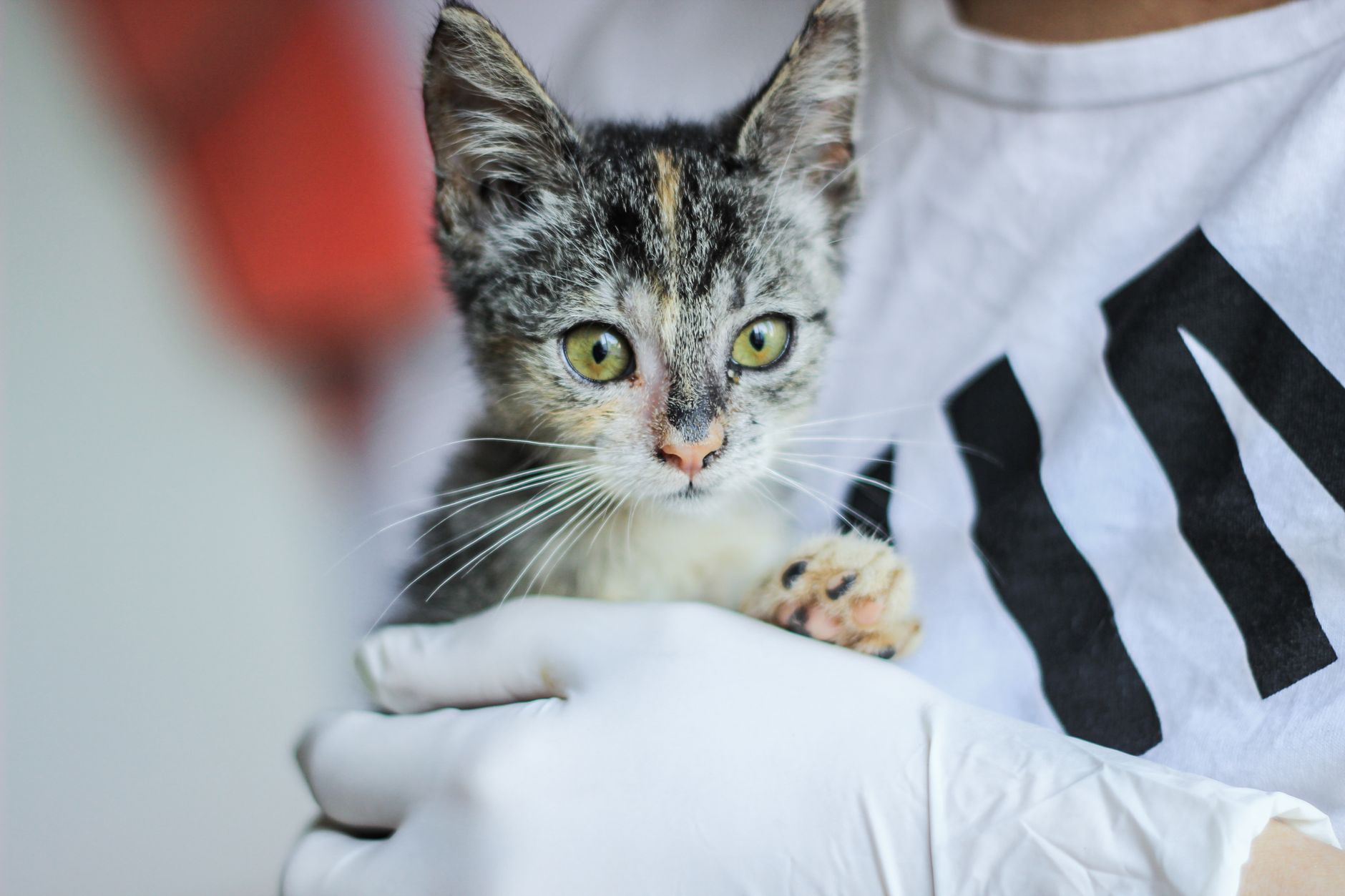 Curso de auxiliar veterinário é reconhecido? MEC e CFMV explicados