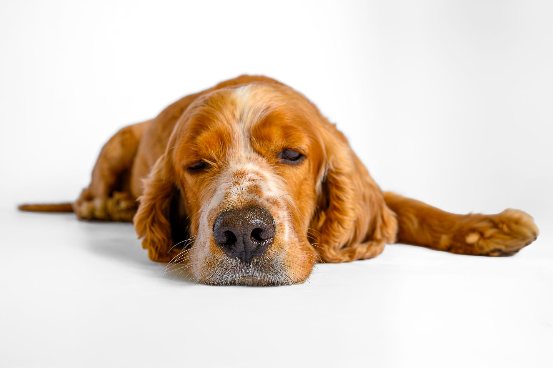 Onde o auxiliar veterinário pode trabalhar? 8 lugares
