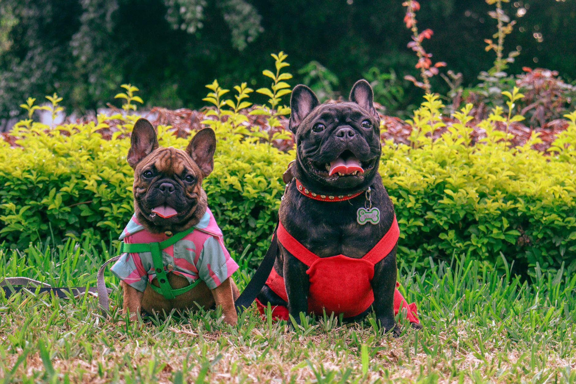 Como abrir um pet shop: primeiros passos