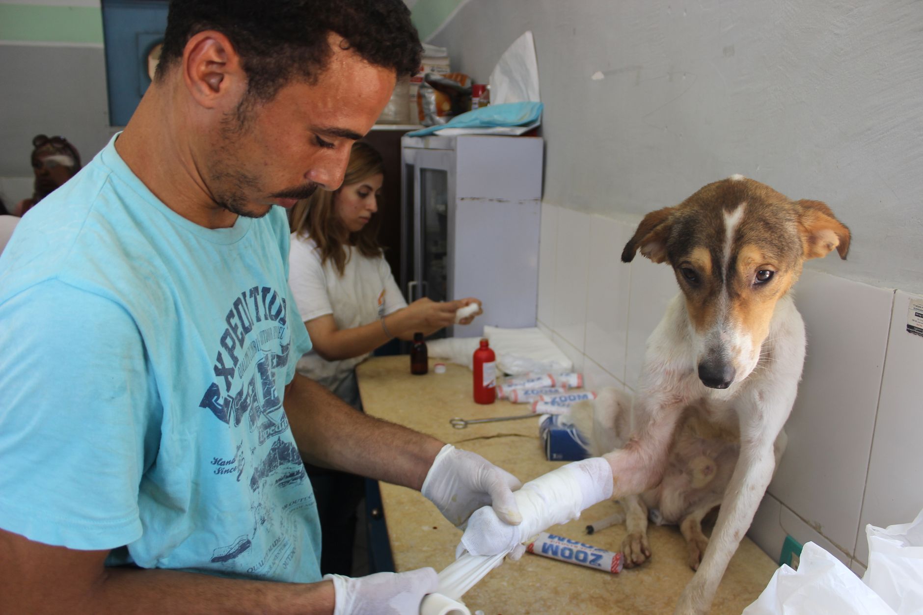 Quanto ganha um auxiliar veterinário em 2025 e 2026?