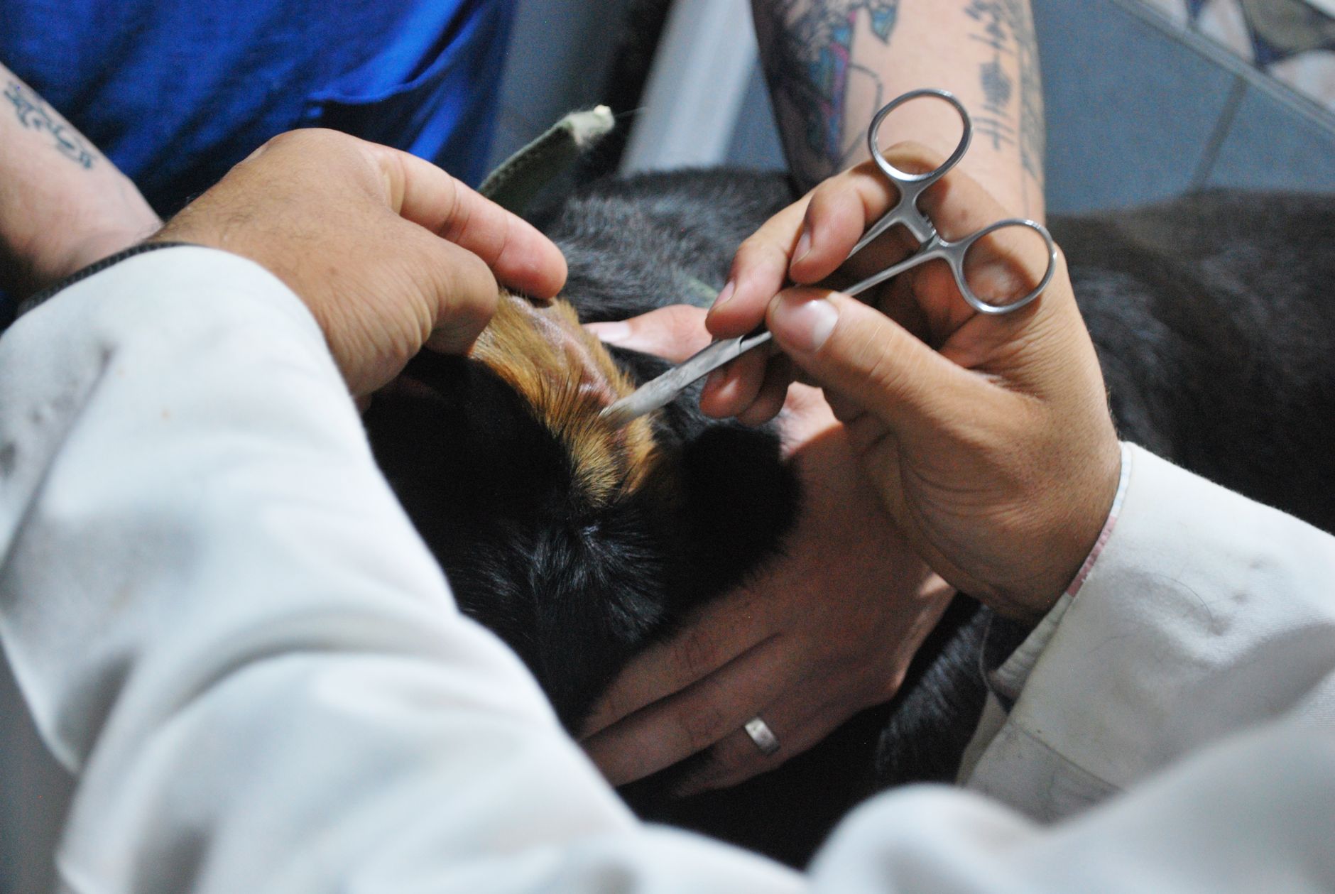 Quanto tempo leva para se tornar auxiliar veterinário?