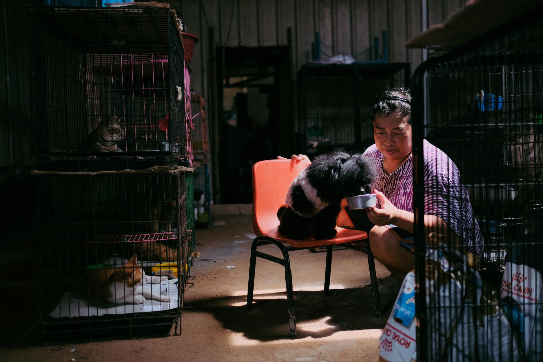 Um dia inteiro na pele de um auxiliar veterinário: como é o dia de trabalho auxiliar veterinário