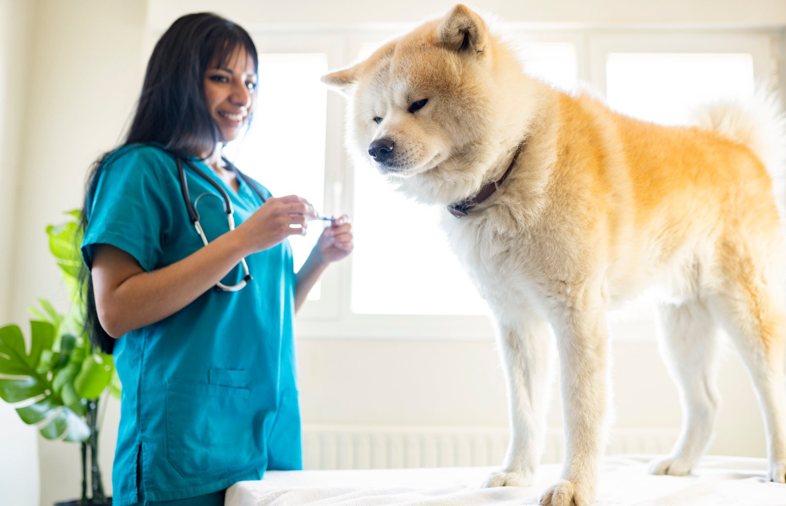 Administração de medicamentos em animais sob supervisão: o que o auxiliar veterinário precisa saber