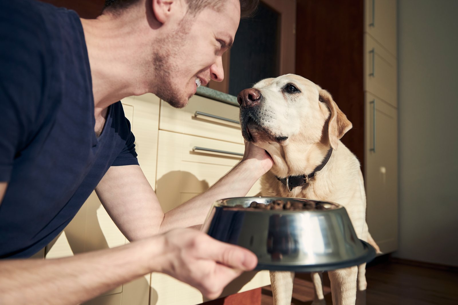 Alimentação correta para cães: erros que os tutores mais cometem