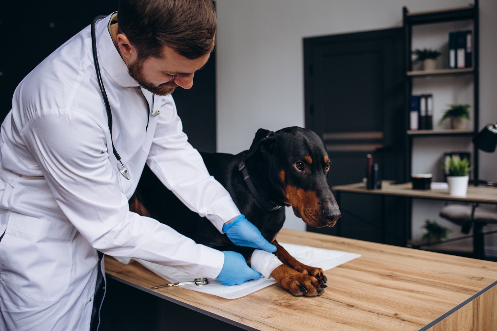Auxiliar veterinário exige força física? O que você precisa saber antes de entrar na área