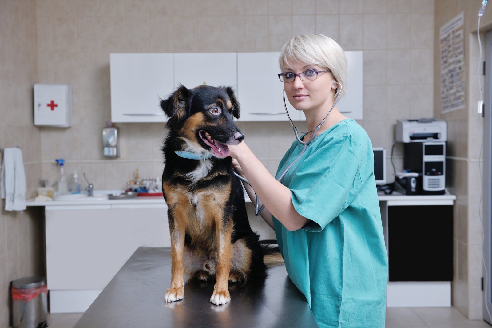 CBO do auxiliar de veterinário: o que significa na carteira
