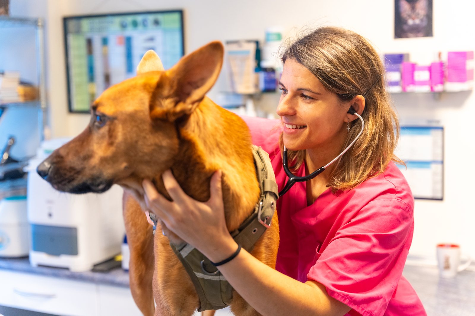 Certificado de auxiliar veterinário: validade e o que você precisa saber