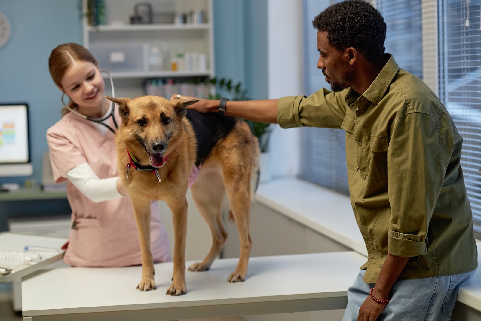O que o CFMV diz sobre o trabalho do auxiliar veterinário
