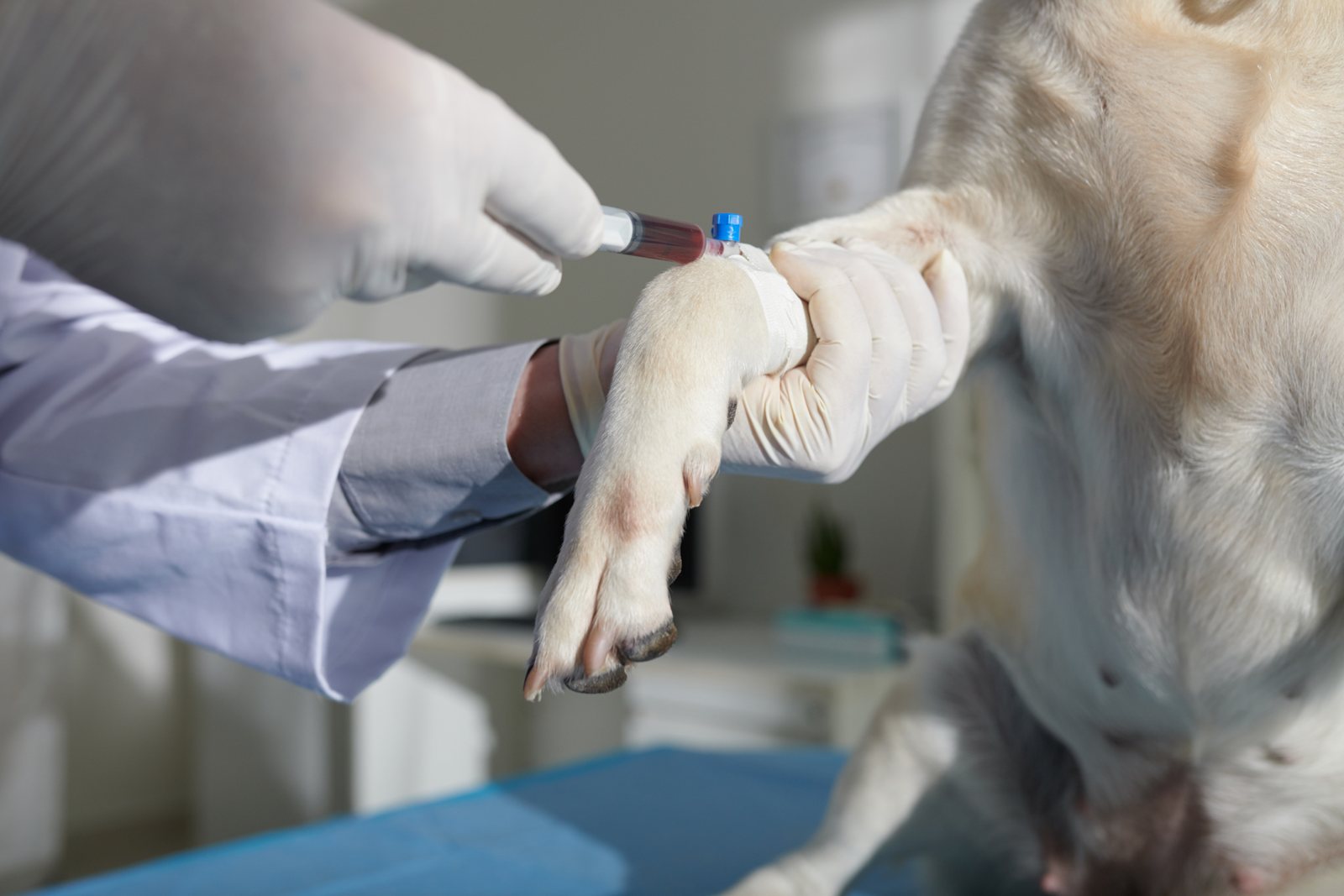 Coleta de material para exames: técnicas e cuidados na coleta de sangue veterinária