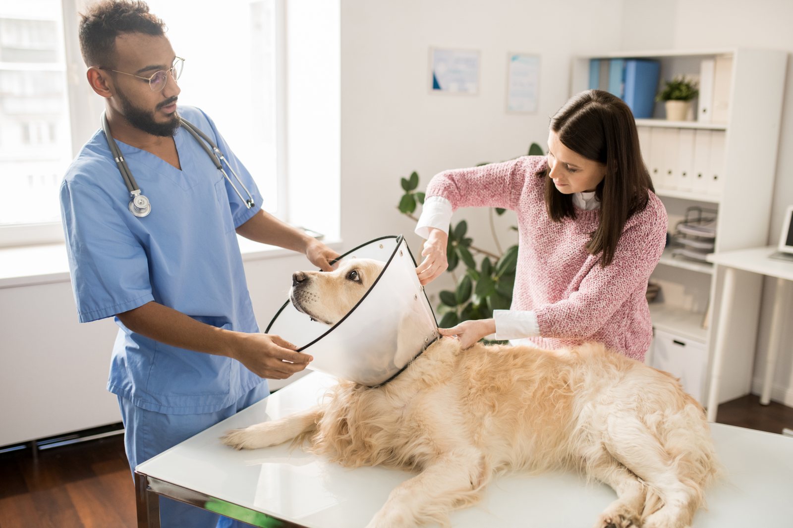 Como aferir sinais vitais de cães e gatos: guia completo