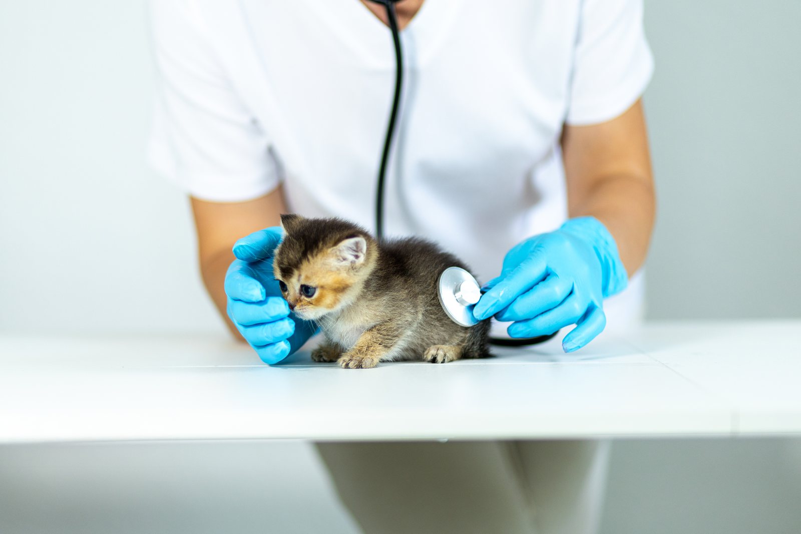 Como cuidar de gato filhote: guia completo de cuidados essenciais