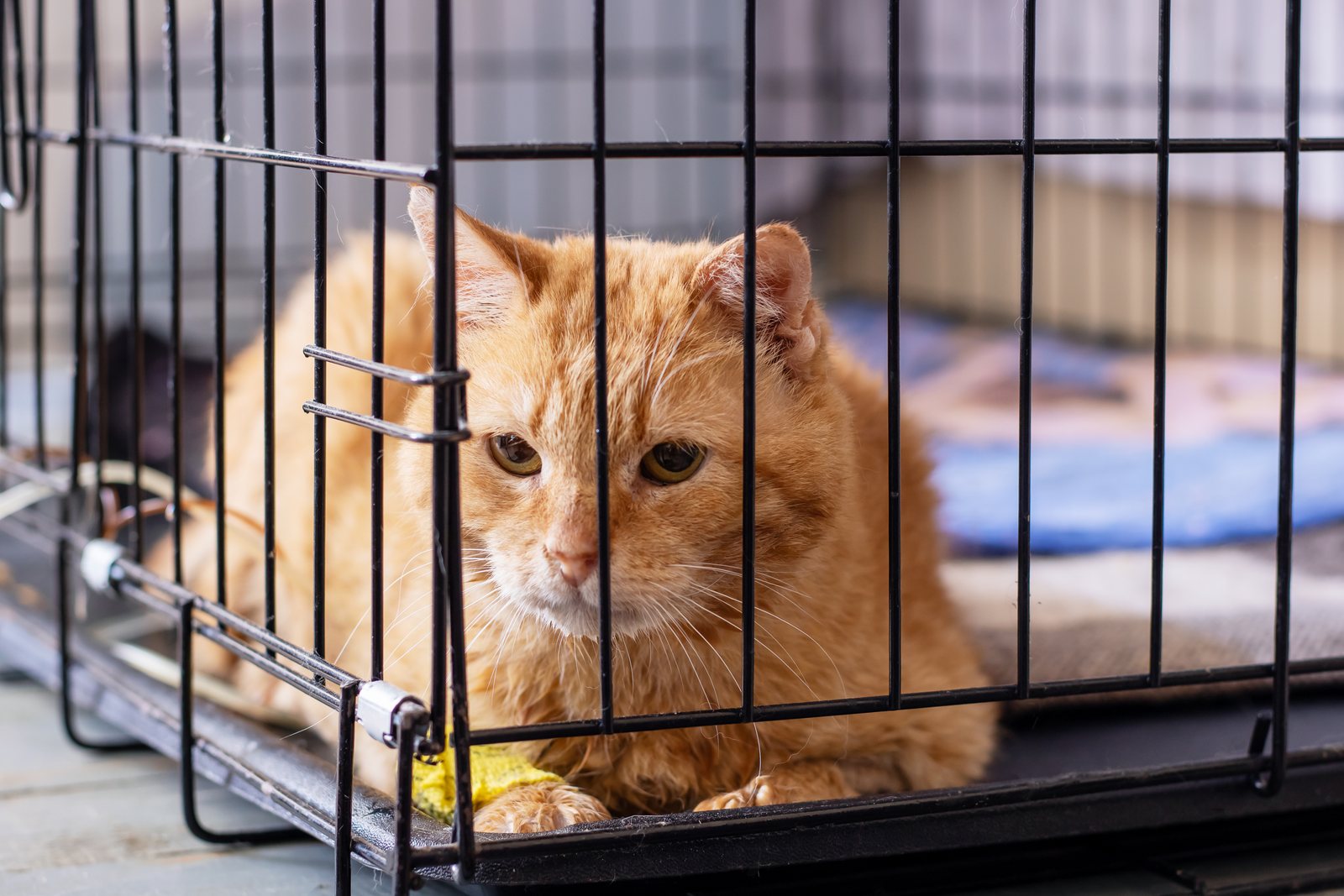 Como reduzir o estresse em gatos na visita ao veterinário