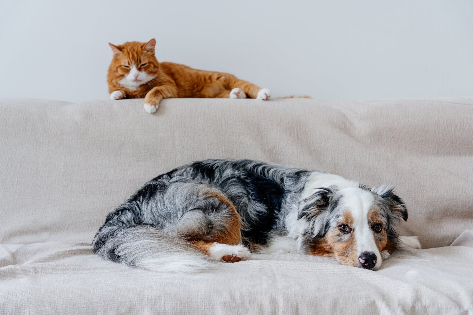 Cuidados com pets idosos: guia completo para cães e gatos na terceira idade