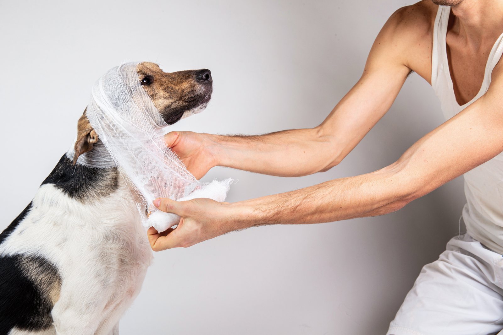 Curativos em animais: técnicas básicas de bandagens e cuidados