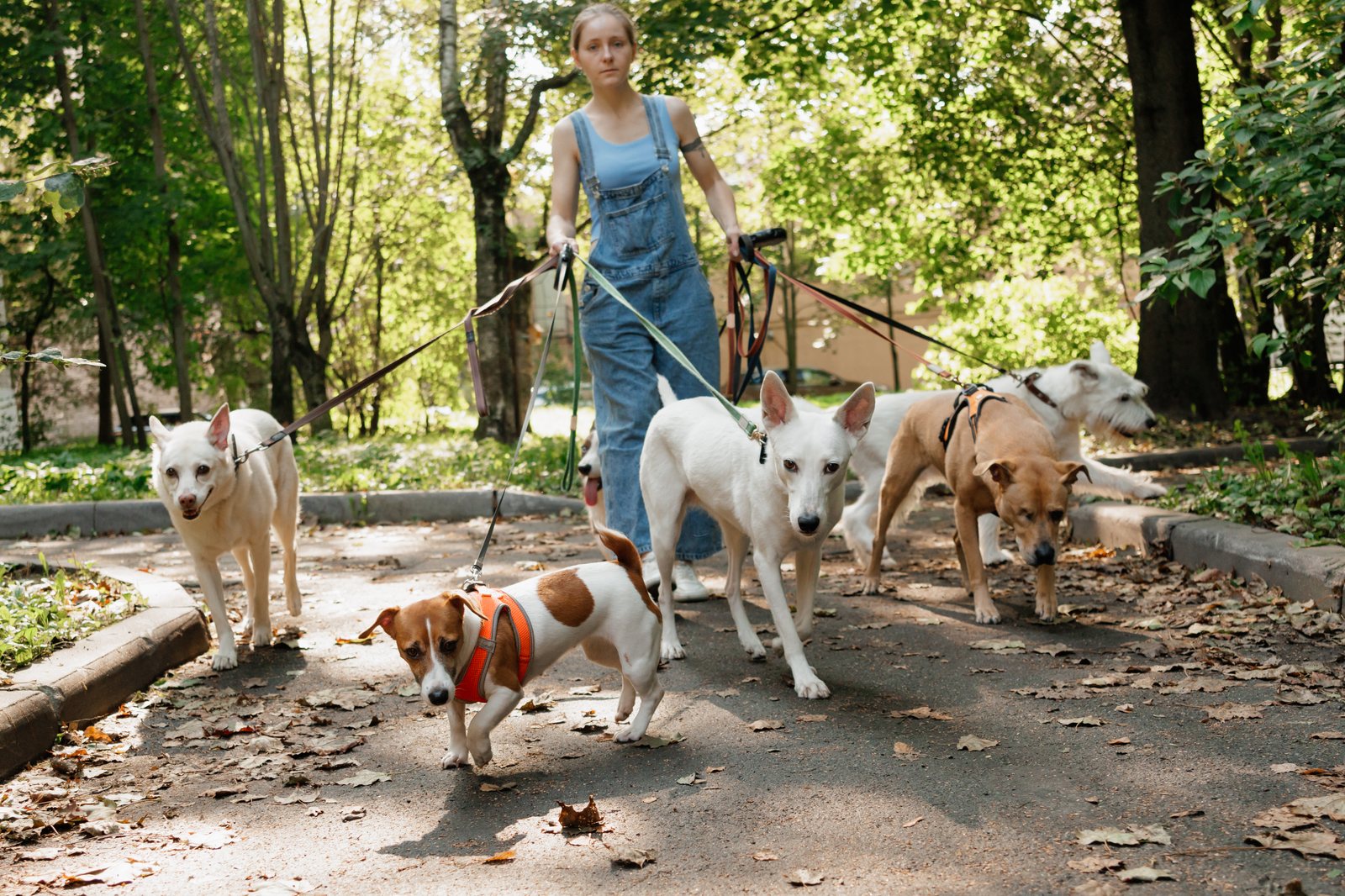 Dog walker profissão: como transformar passeios em renda