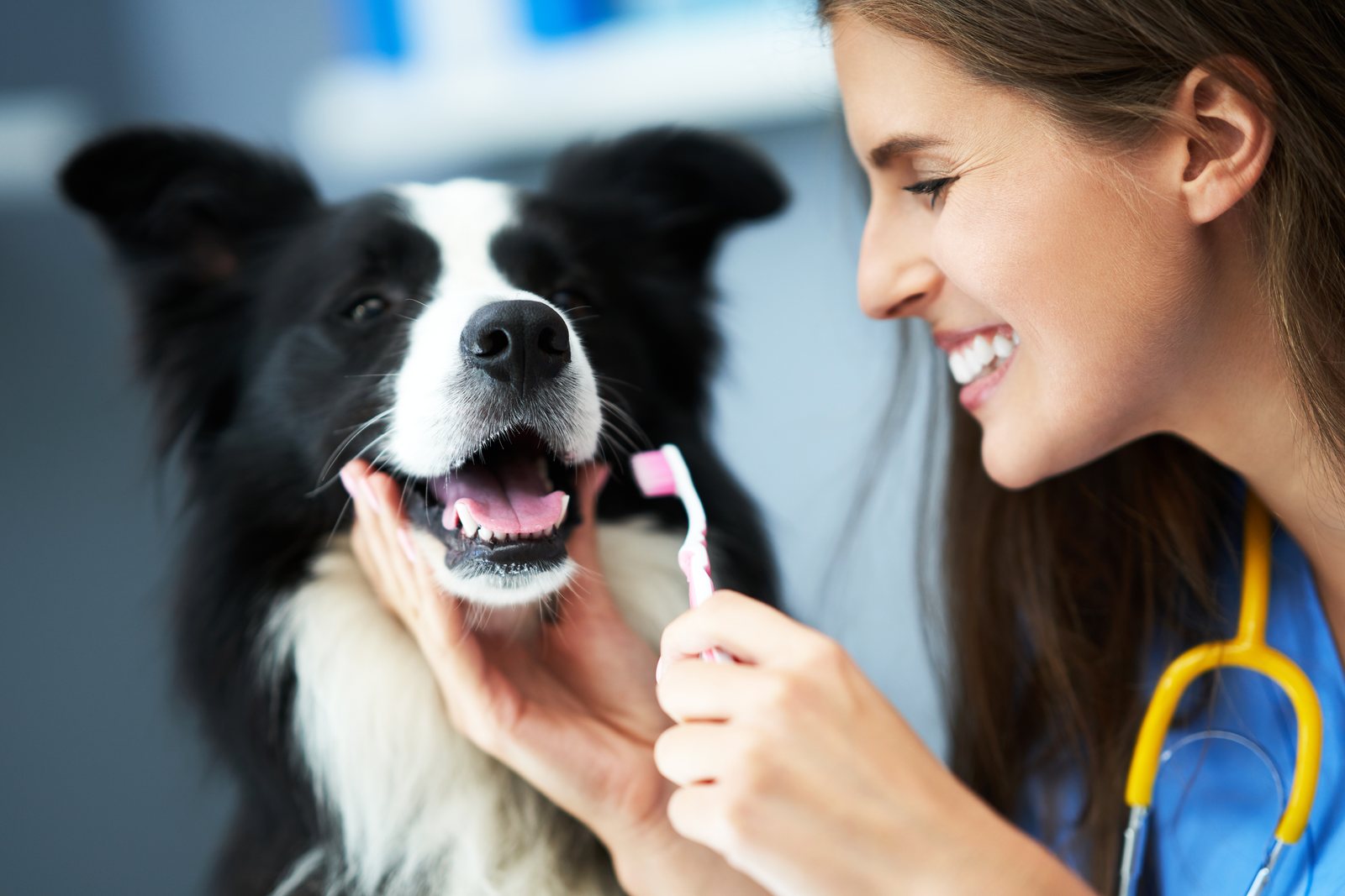 Higiene bucal de cães: por que importa tanto para a saúde do seu pet