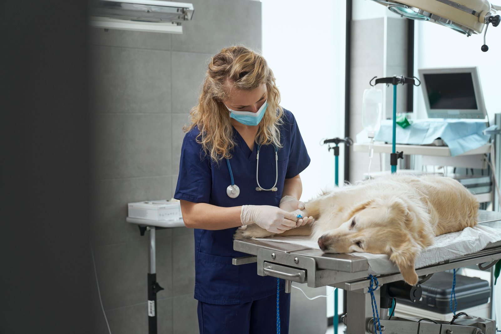 Internação veterinária: cuidados e rotina do auxiliar na enfermaria