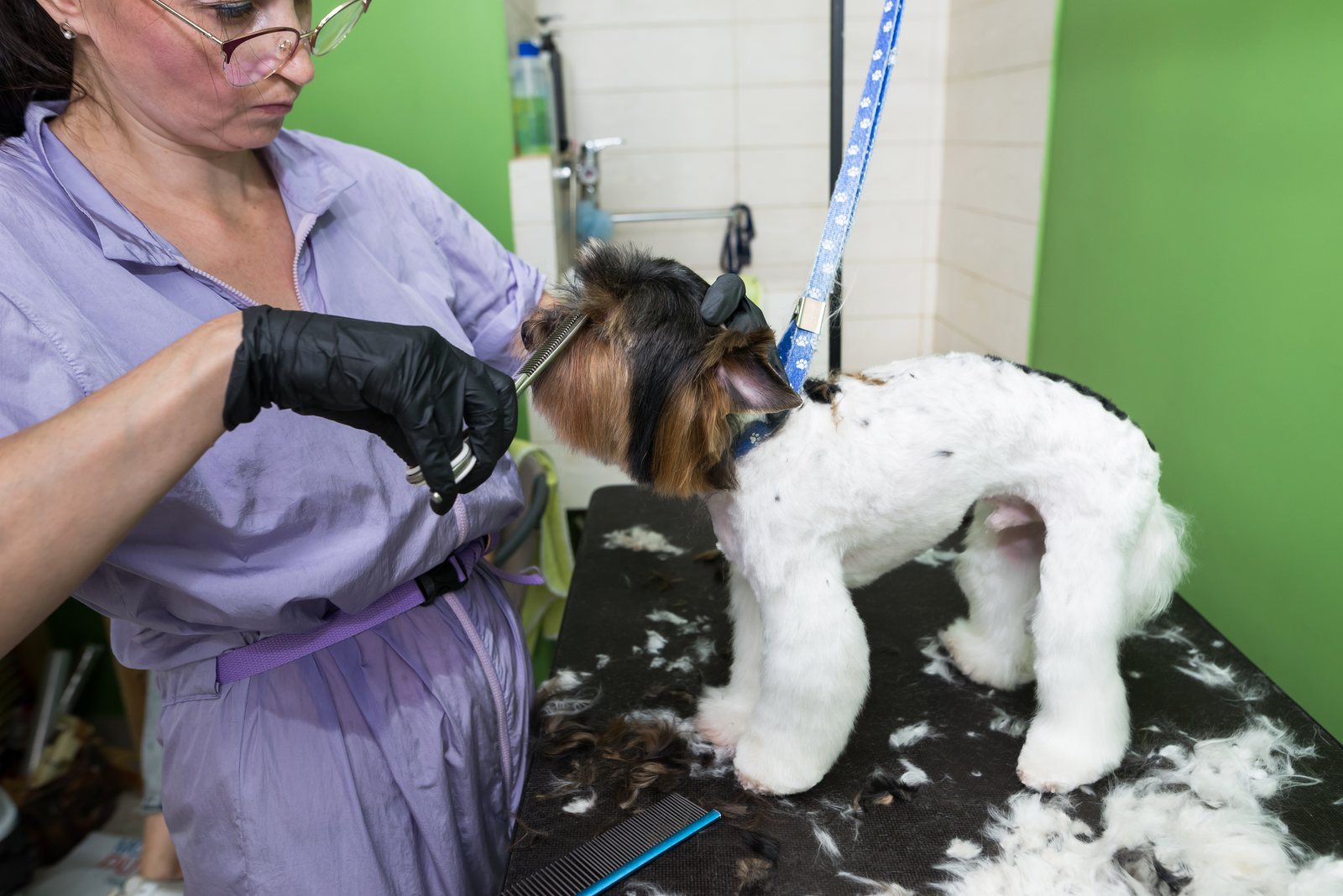 Banho e tosa: como entrar na estética animal