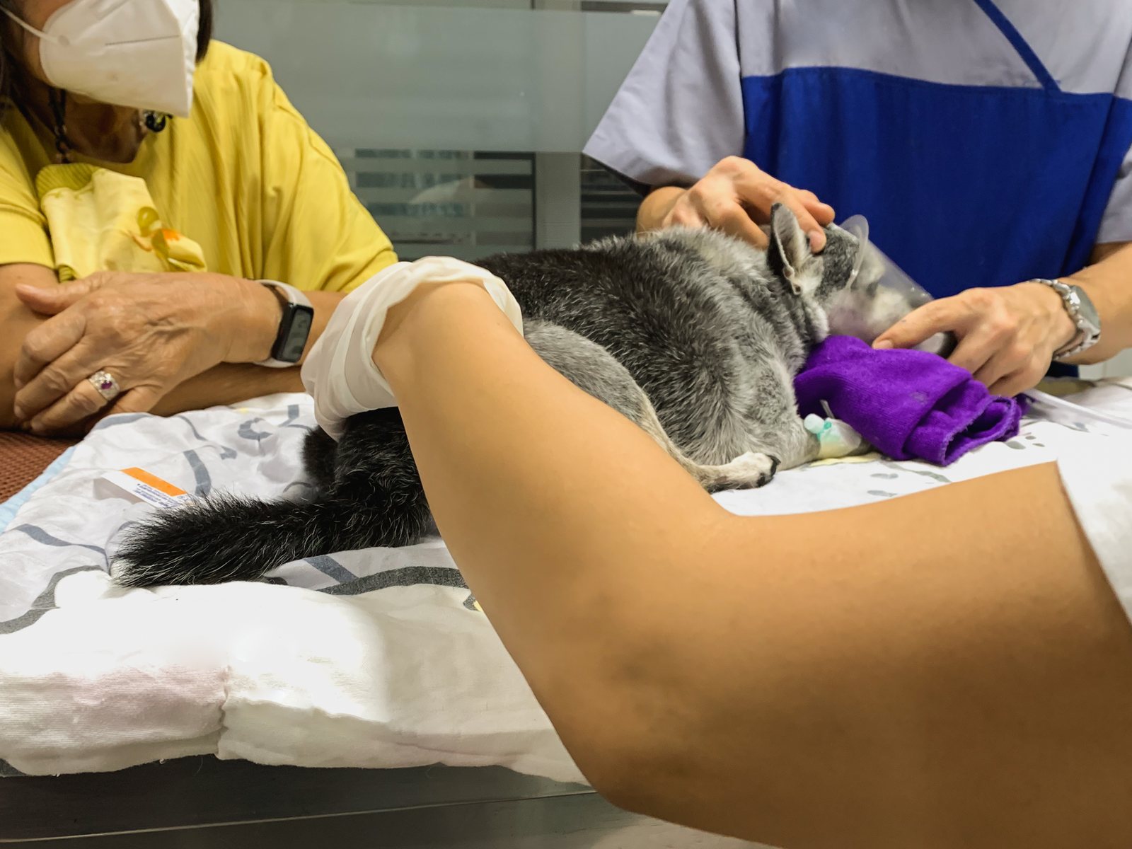 Cuidados no pós-operatório de cães e gatos