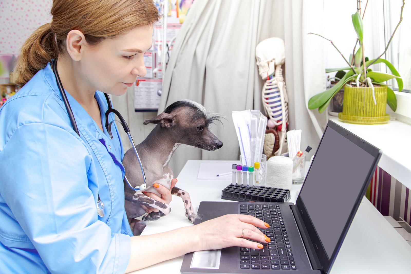 Curso de auxiliar veterinário EAD: como estudar de casa
