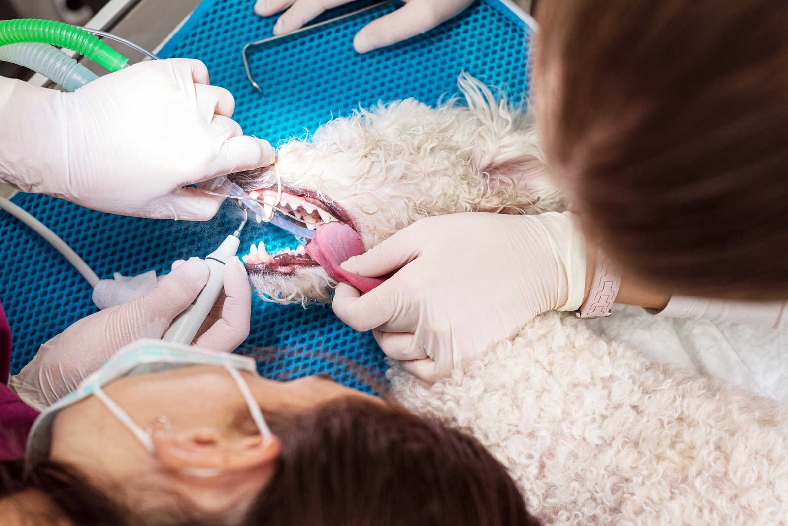 Odontologia veterinária: como o auxiliar participa