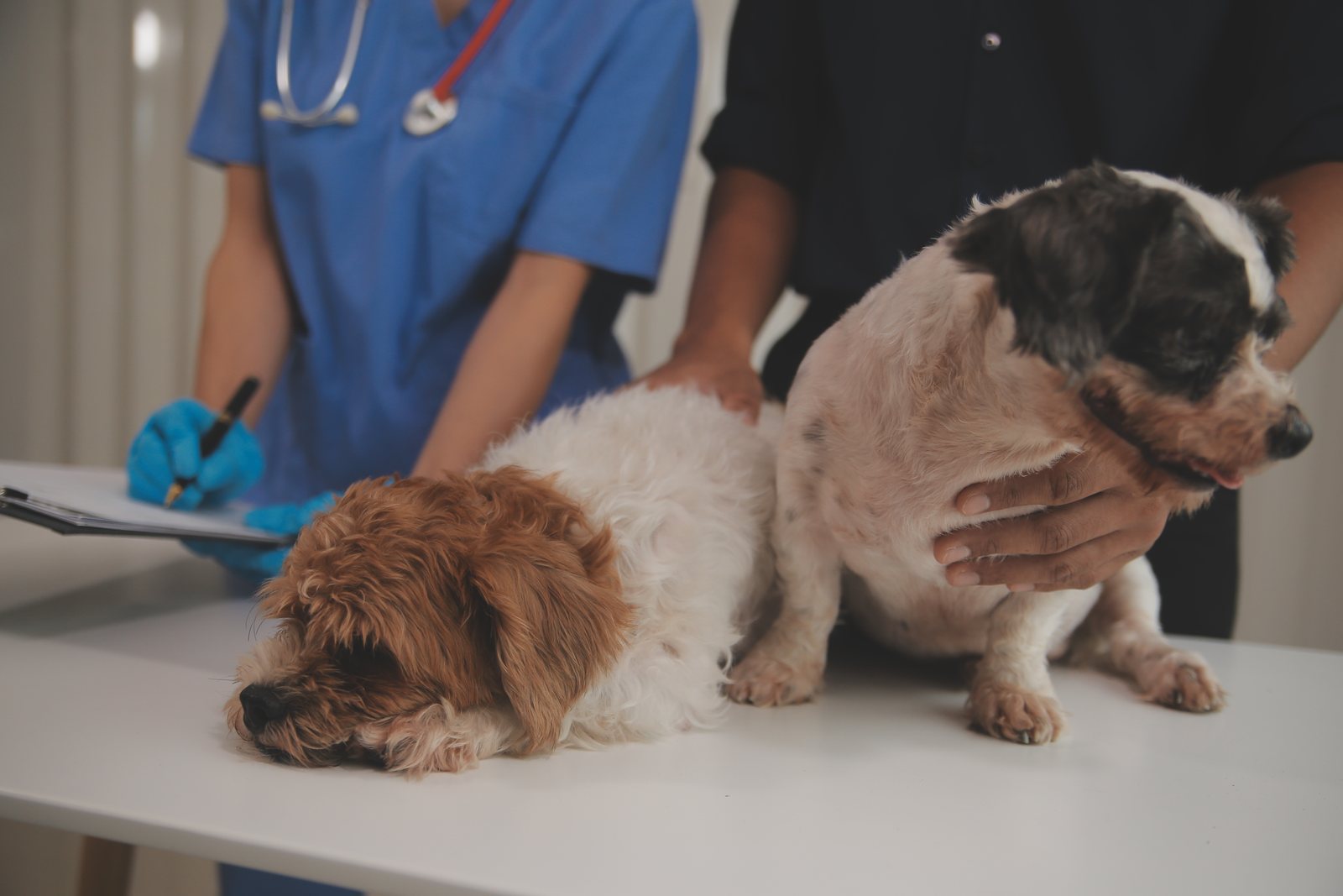10 sinais de que seu pet precisa de um veterinário (e você não deve ignorar)