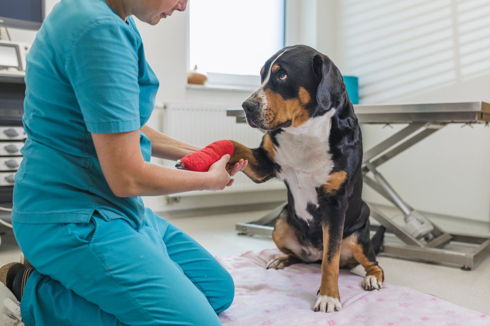 Transporte de animais doentes ou acidentados: como fazer com segurança